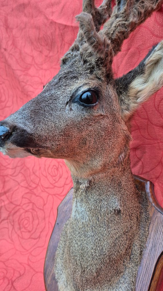 Råbuk Taksidermi vægmontering - Capreolus capreolus - très rare trophée atypique - 7 pointes - bois en velours - - 65 cm - 41 cm - 45 cm - Ikke-CITES arter #2.1