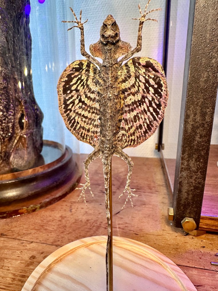 Splendide Lézard Volant d'Asie Support de corps entier pour taxidermie - Draco Volans Species - 27 cm - 13 cm - 13 cm - Espèces non-CITES #1.0