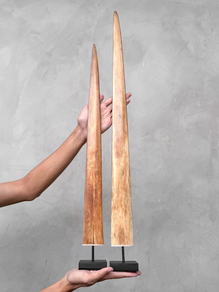 NO RESERVE PRICE - A Pair of Swordfish Tusks mounted on custom-fit pedestals- Rostrum on stand - Xiphias Gladius - 78 cm - 7 cm - 7 cm- Non-CITES species - (2) #1.0