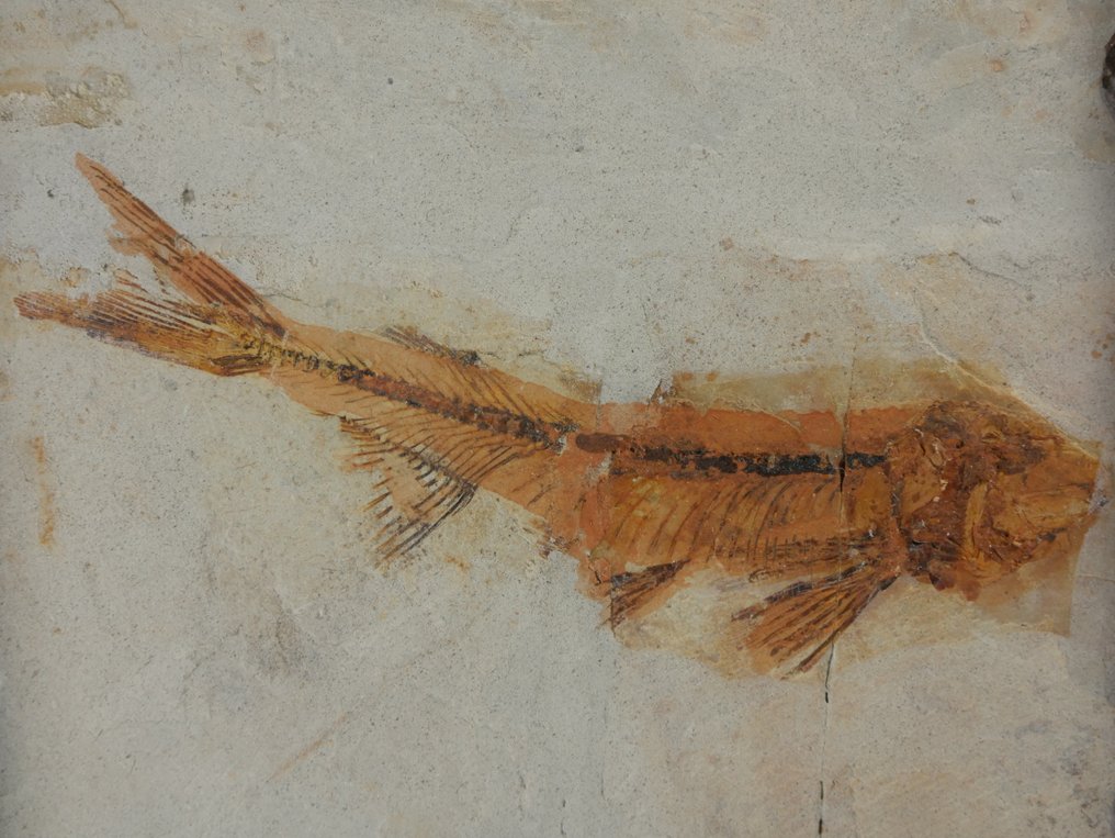 Kala - Kivettynyt eläin - Lycoptera - 11 cm (Ei pohjahintaa) #2.1