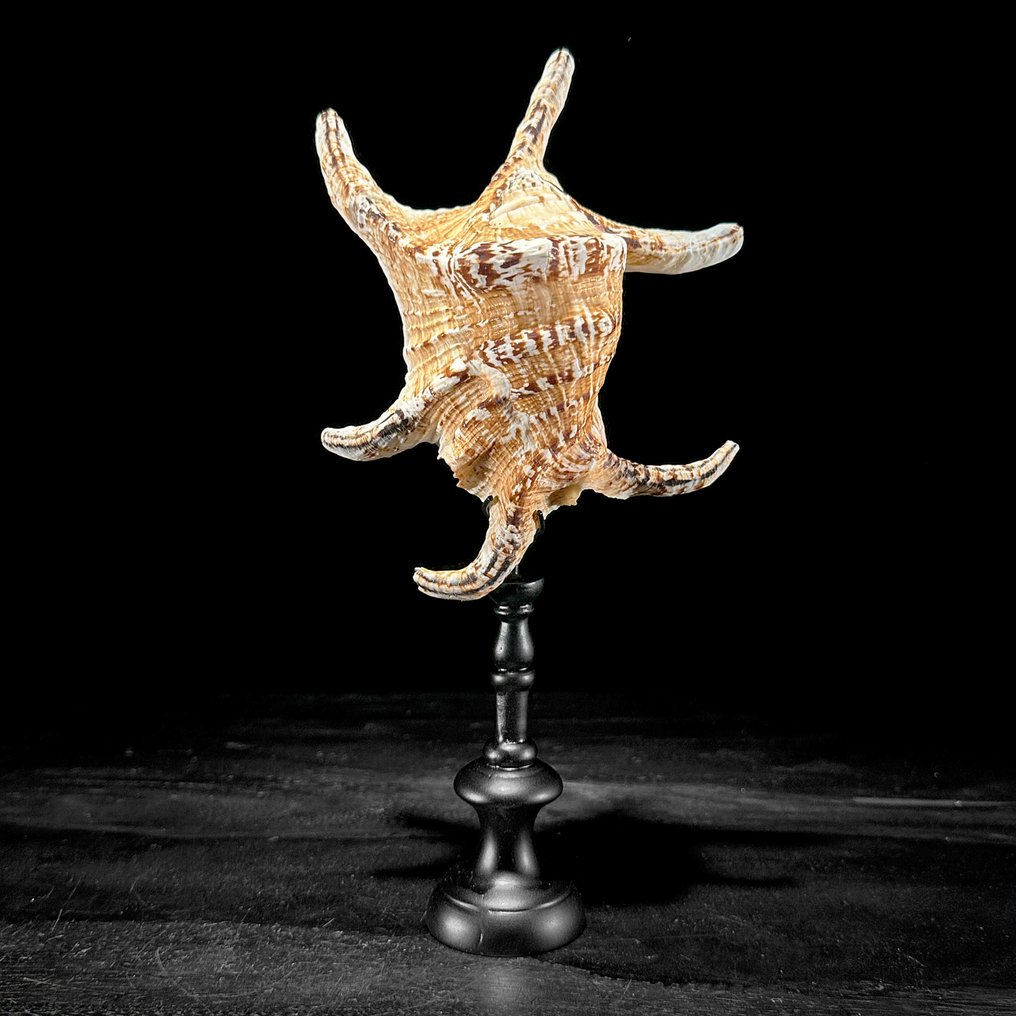 Stunning Set of 2 Seashells - Spider Conch Shell & Melo Amphora - Sea shell - Lambis Lambis + Melo Amphora (No Reserve Price) #1.0