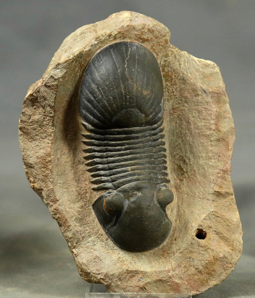 Finest trilobite - With yellow eyes, and two colors - Fossilised animal - Paralejurus spatulliformis - 8.3 cm (No reserve price) #4.3
