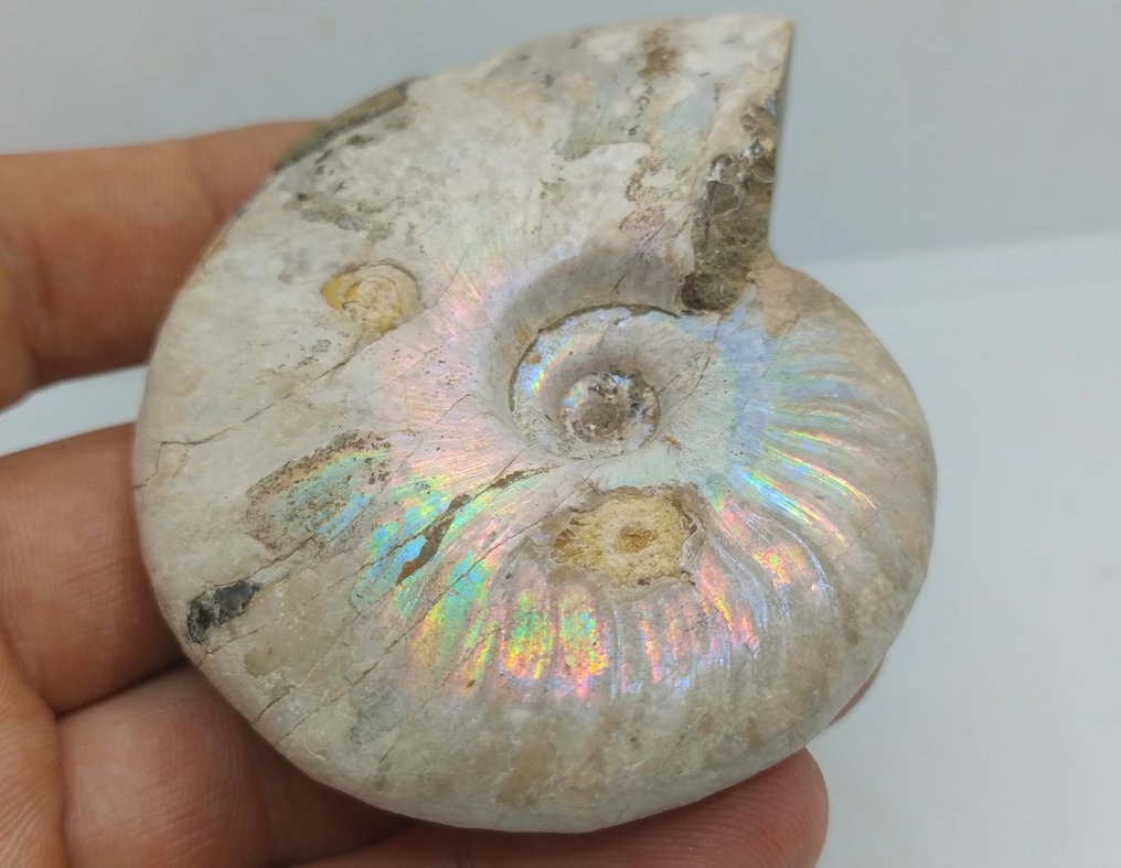 Top Colors - Iridescent Ammonite - Cleoniceras Besairei "double sided"- 143 g #2.1