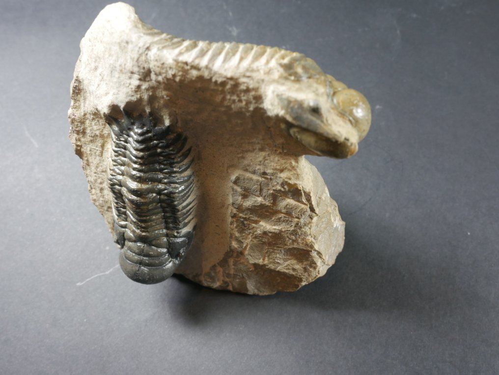 Trilobit - Fossiliserat djur - Crotalocephalina gibbosa - 10.5 cm #1.0