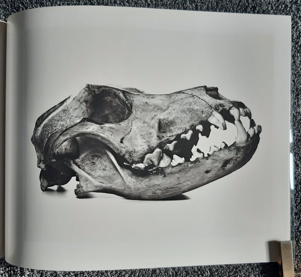 Signed, Irving Penn - Cranium Architecture - 1988 #1.0