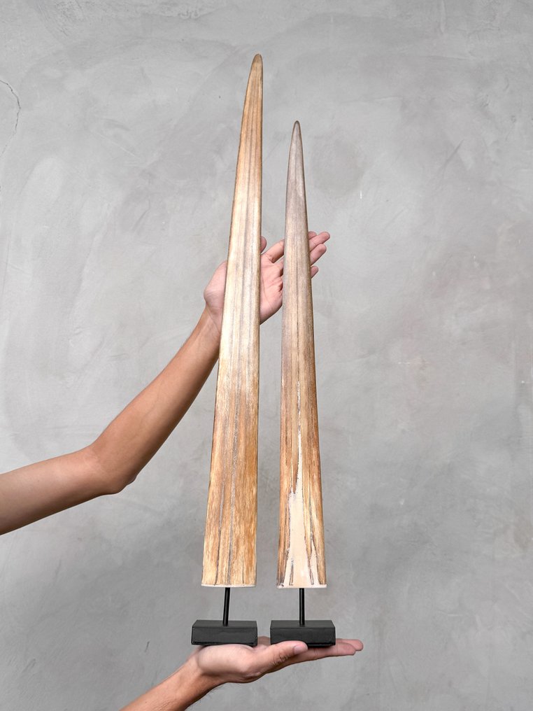 NO RESERVE PRICE - A Pair of Swordfish Tusks mounted on custom-fit pedestals- Rostrum on stand - Xiphias Gladius - 78 cm - 7 cm - 7 cm- Non-CITES species - (2) #2.1