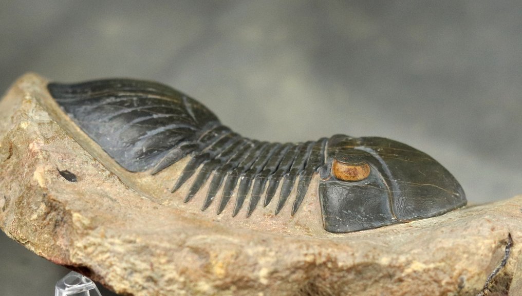 Finest trilobite - With yellow eyes, and two colors - Fossilised animal - Paralejurus spatulliformis - 8.3 cm (No reserve price) #1.0