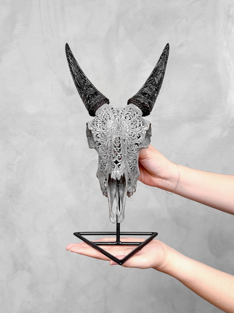 NO RESERVE PRICE - Stunning Grey Carved Goat Skull with Carved Horns - Big Lotus Motif- Carved skull - Capra hircus - 38 cm - 20 cm - 17 cm- Non-CITES species - (1) #1.0
