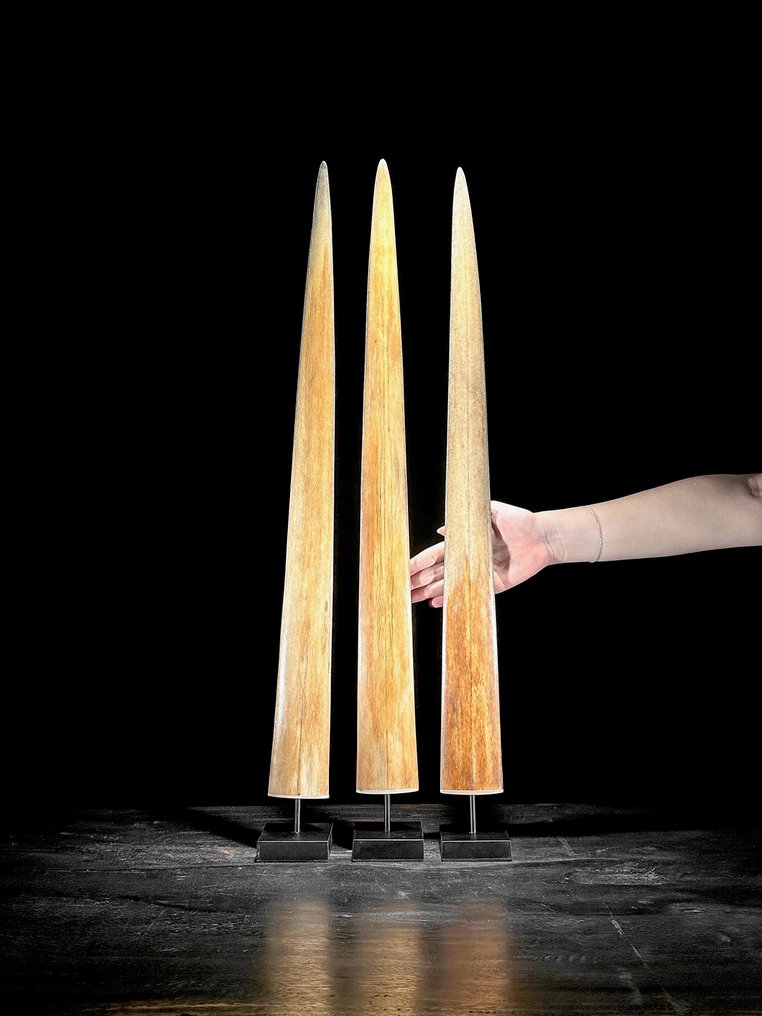 Fără preț de rezervă - un set triplu de colți de pește spadă montate pe suporturi personalizate. Cioc pe suport - Xiphias Gladius - 74 cm - 7 cm - 7 cm- Speciile Non-CITES - (3) #1.0