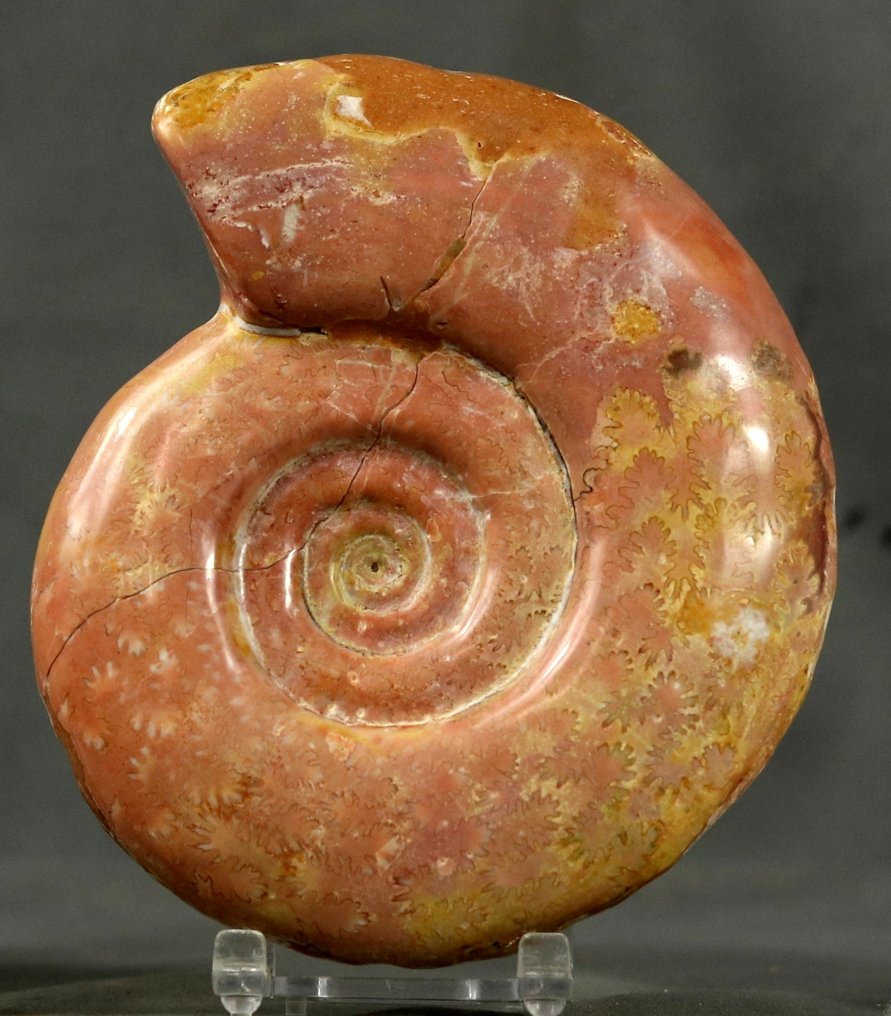 Ammonit rar din Triasic cu linii de sutură vizibile. - Animale fosilizate - Gymnites - 14.2 cm #2.1