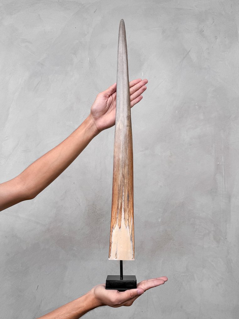 Sem preço de reserva - Um presunto de peixe-espada montado em um suporte sob medida. Rostro em suporte - Xiphias Gladius - 72 cm - 7 cm - 7 cm- Espéciesnão-CITES -  (1) #2.1