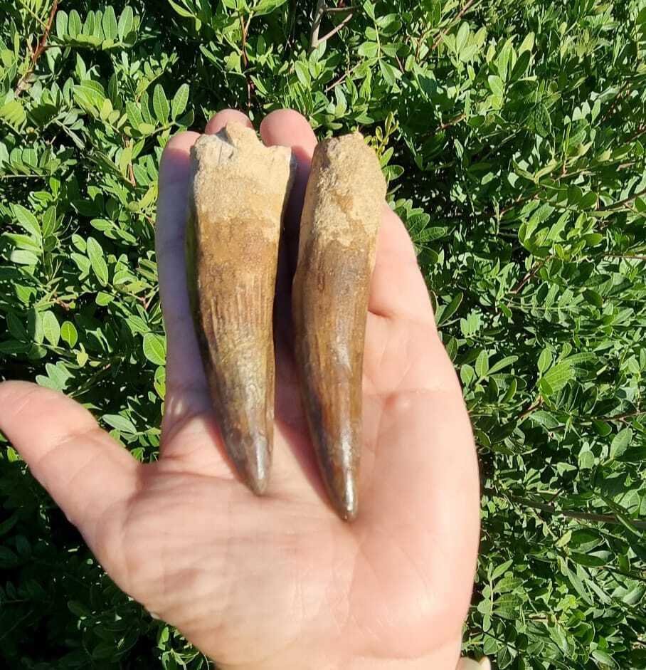 Δεινόσαυρος - Απολιθωμένα δόντια - Spinosaurus aegyptiacus - 10 cm #2.1