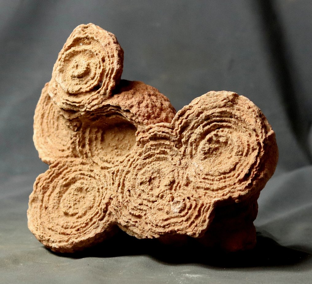 Großer dekorativer fossilierter Stromatolith. - Versteinerte Pflanze - 23 cm - 18 cm #3.2