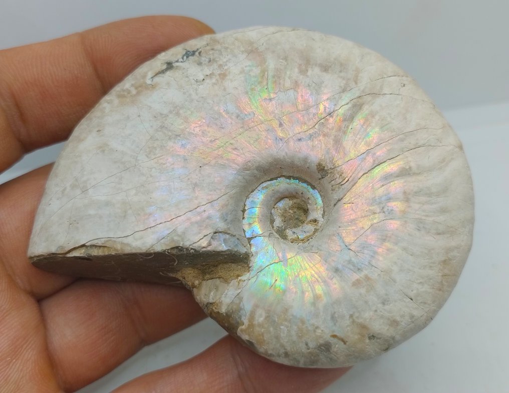 Top Colors - Iridescent Ammonite - Cleoniceras Besairei "double sided"- 143 g #3.2