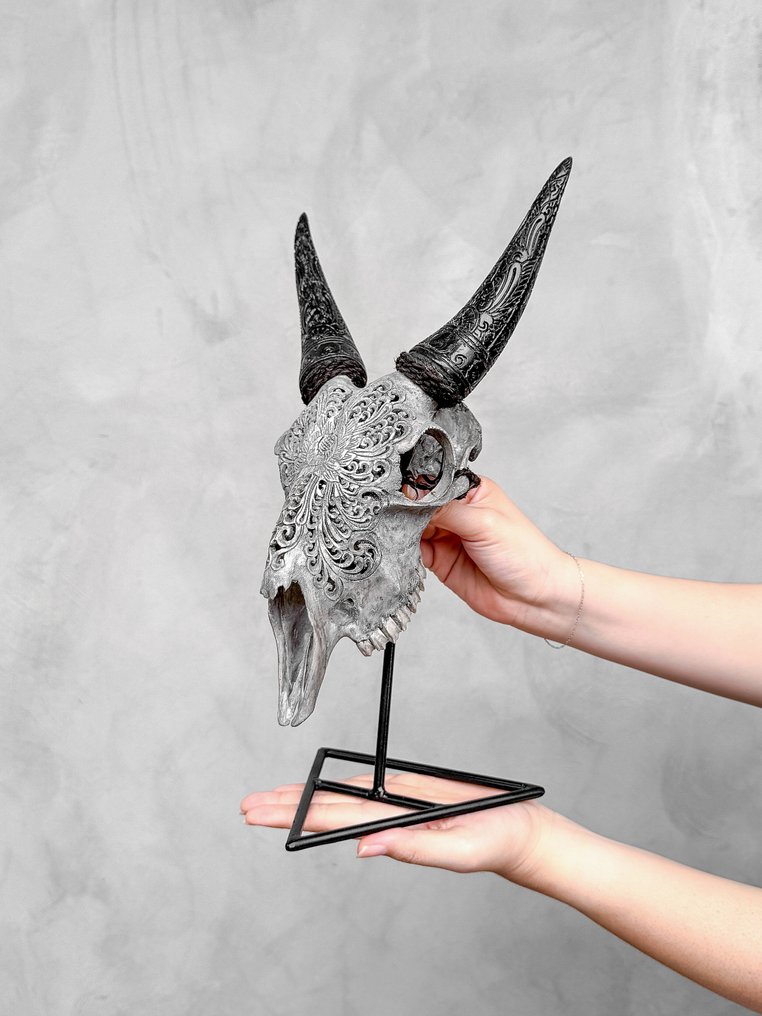 NO RESERVE PRICE - Stunning Grey Carved Goat Skull with Carved Horns - Big Lotus Motif- Carved skull - Capra hircus - 38 cm - 20 cm - 17 cm- Non-CITES species - (1) #1.0
