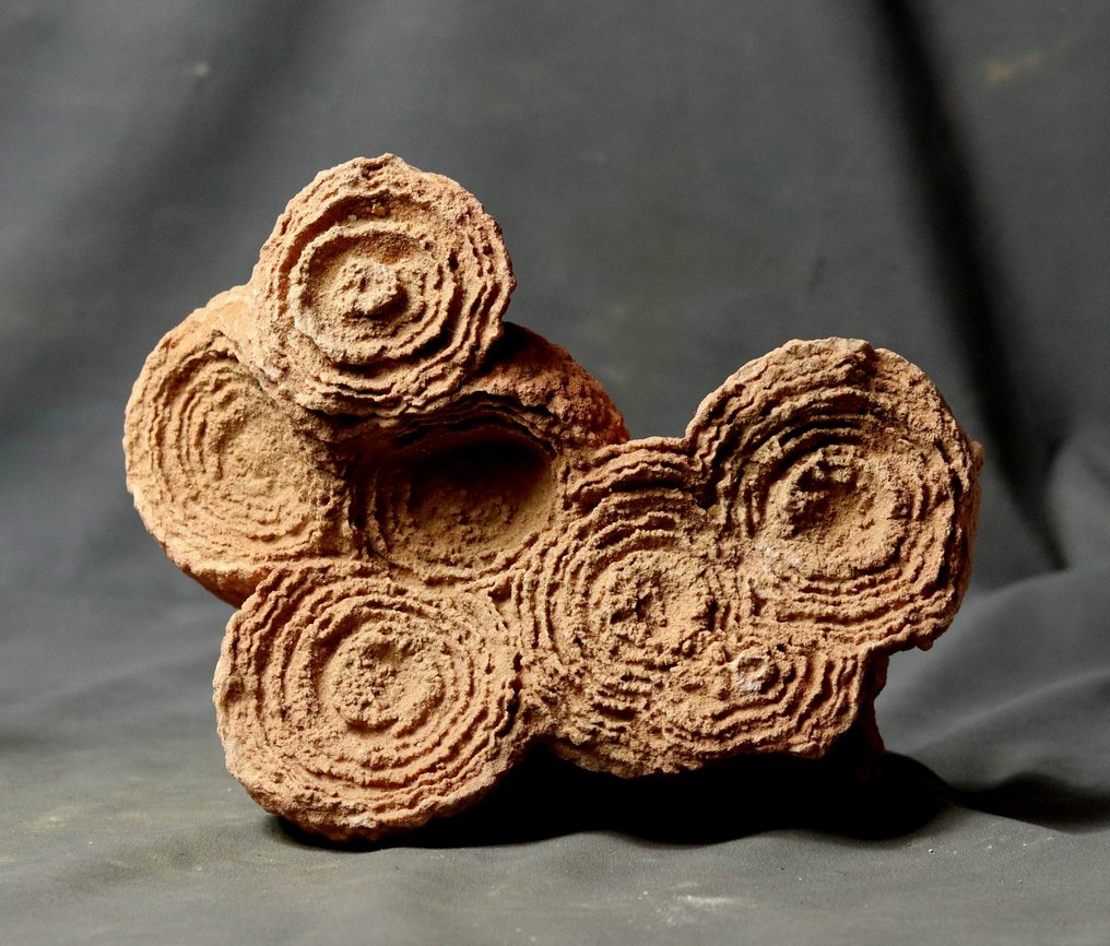 Großer dekorativer fossilierter Stromatolith. - Versteinerte Pflanze - 23 cm - 18 cm #1.0