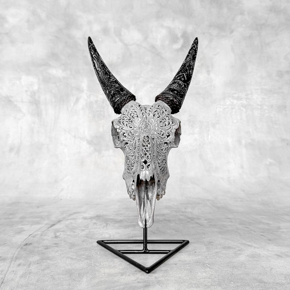 NO RESERVE PRICE - Stunning Grey Carved Goat Skull with Carved Horns - Big Lotus Motif- Carved skull - Capra hircus - 38 cm - 20 cm - 17 cm- Non-CITES species - (1) #3.2