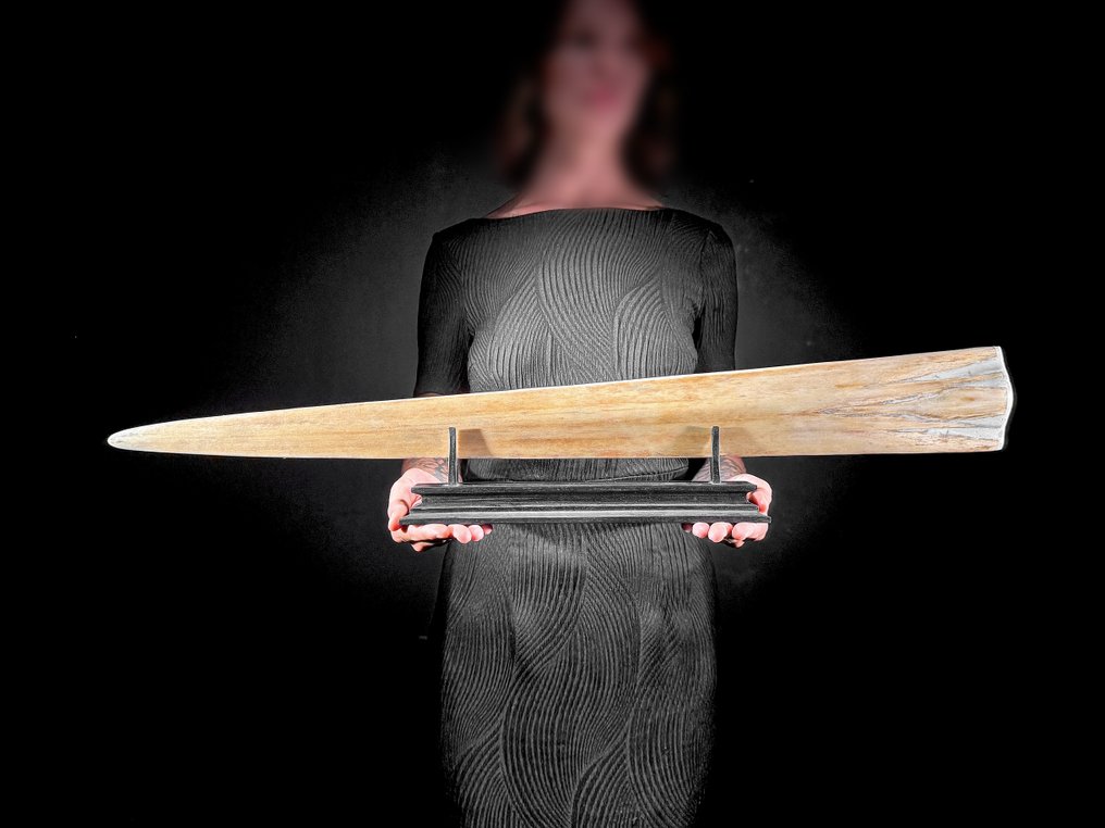 NO RESERVE PRICE - Stunning Large carved Swordfish Tusk - Elephants Motif - Rostrum - Xiphias Gladius - 15 cm - 82 cm - 6 cm- Non-CITES species - (1) #4.3