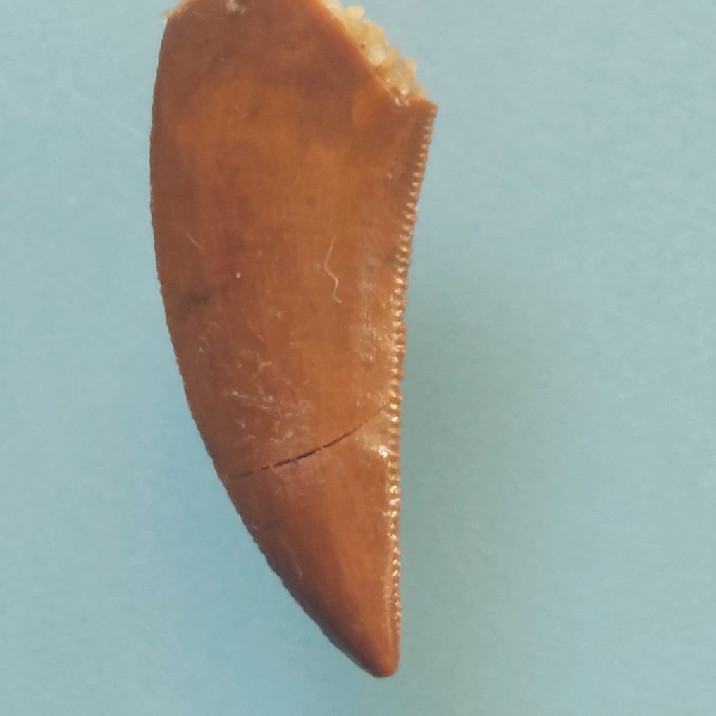 Dinosaur - Fossil tand - Abelisaurus - 21 mm - 10 mm  (Ingen mindstepris) #1.0