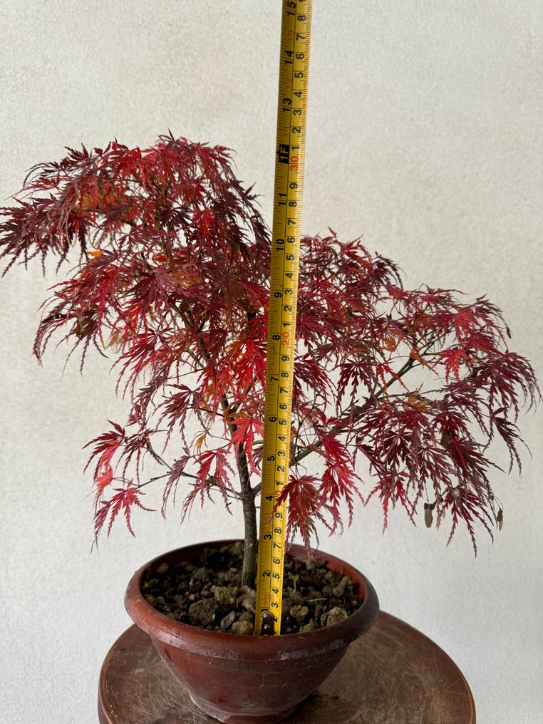 Japanese maple bonsai (Acer palmatum) - Height (Tree): 35 cm - Depth (Tree): 40 cm - Japan #2.1