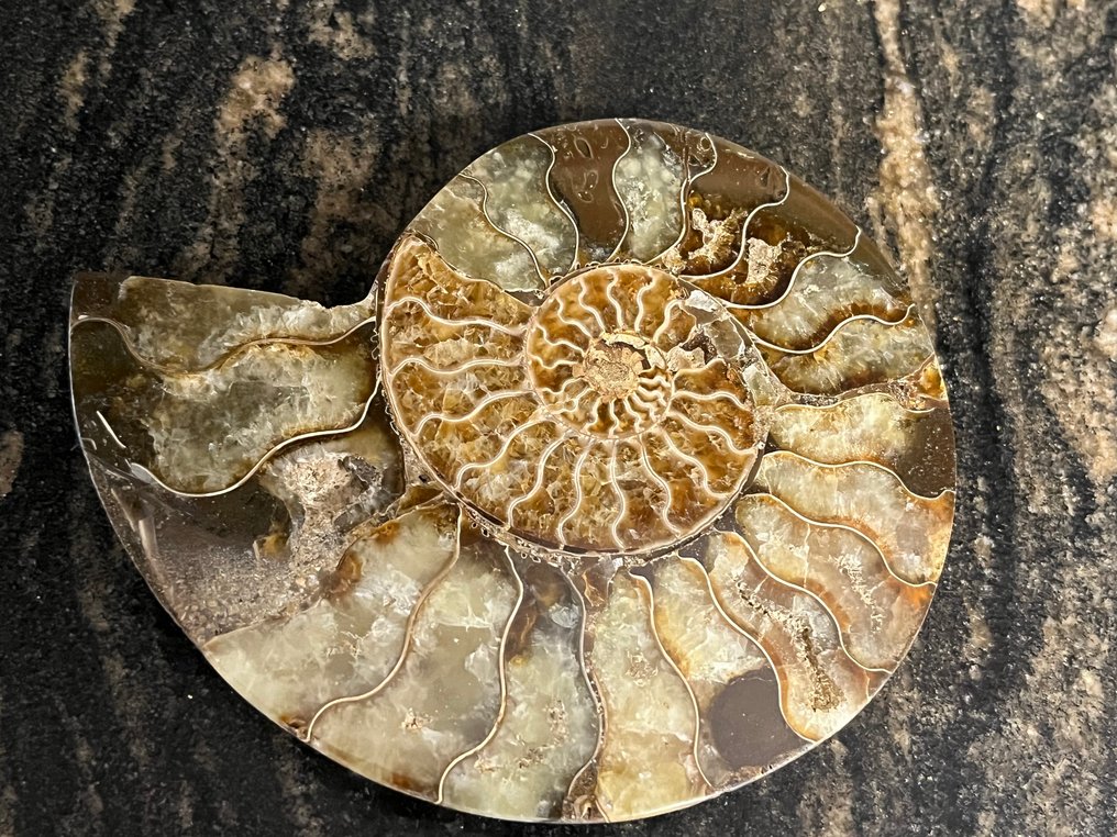 Ammoniet - Gefossiliseerde schelp - Cleoniceras sp - 10 cm - 12 cm  (Zonder Minimumprijs) #2.1