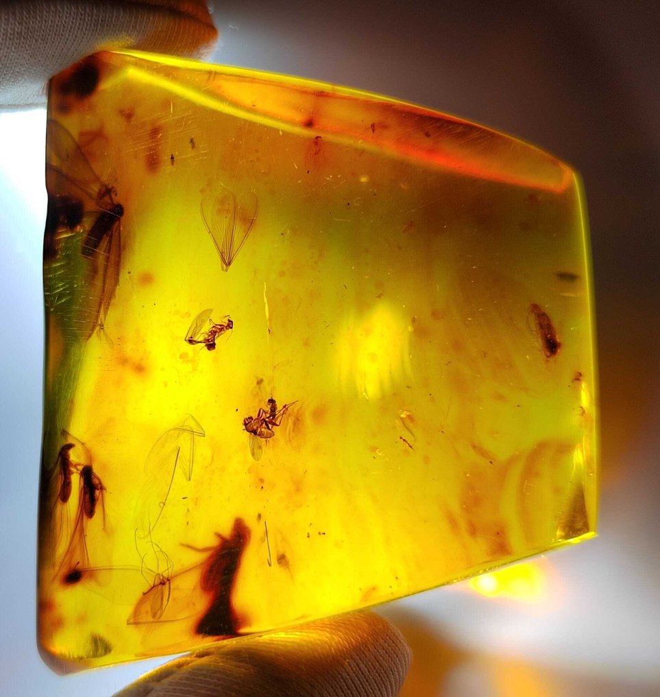 FOSSIL-AMAZING!! Dominican amber - 260 cts- 52 g #3.2