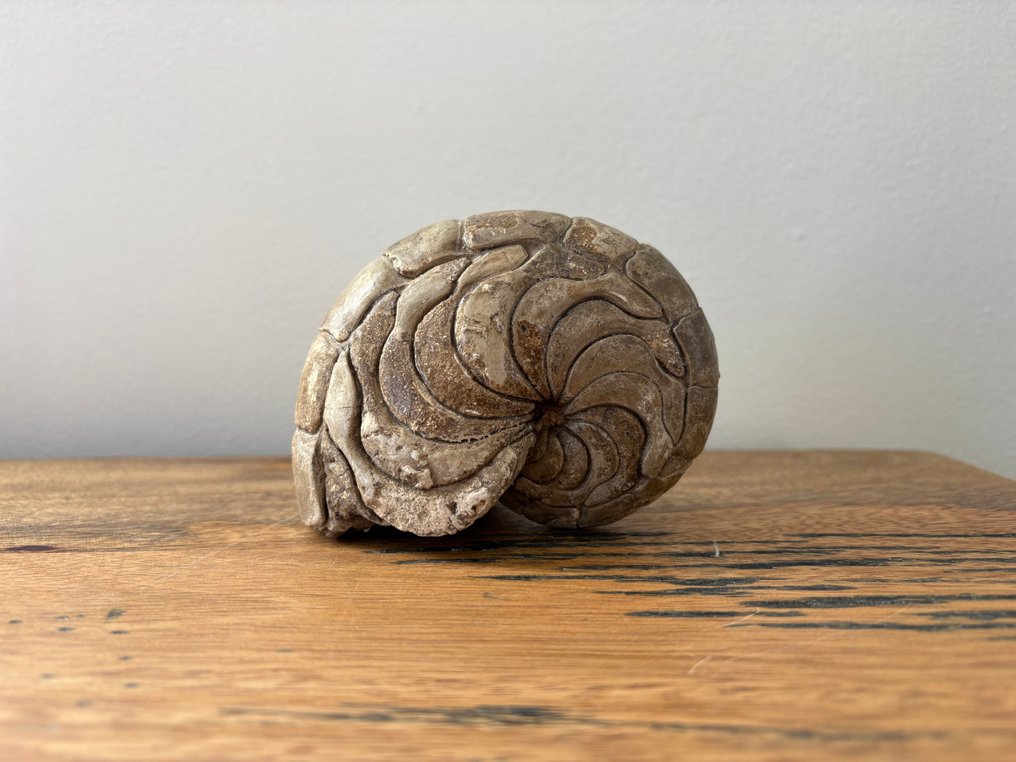 Nautiloid - Tierfossil - Aturia - 9 cm - 6 cm #1.0