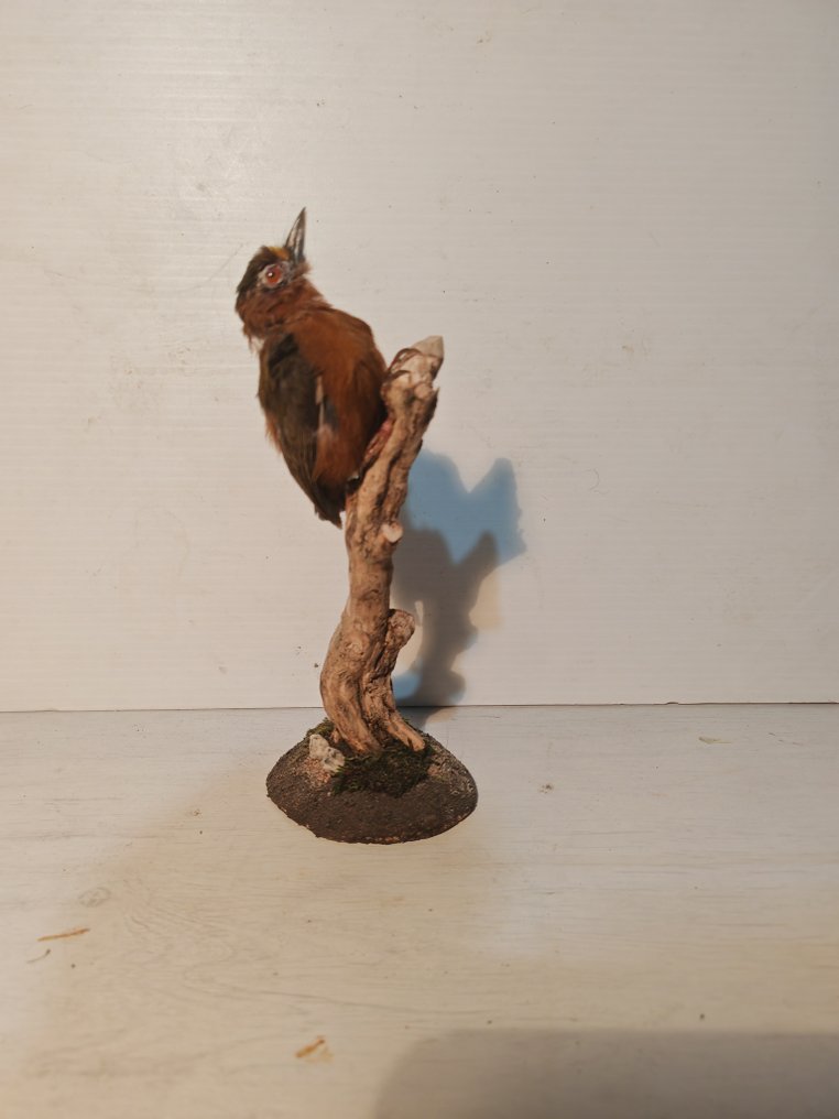 White browed piculet Allestimento tassidermico a corpo intero - Sasia ochracea - 14 cm - 9 cm - 9 cm - 1 #3.2
