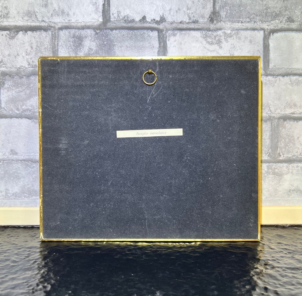 Farfalla Allestimento tassidermico a parete - Morpho Menelaus - 23 cm - 19 cm - 3.5 cm #1.0