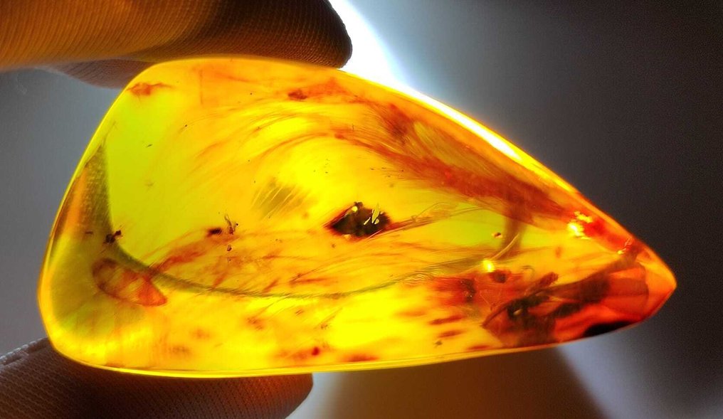 FOSSIL-AMAZING!! Dominican amber - 260 cts- 52 g #2.1