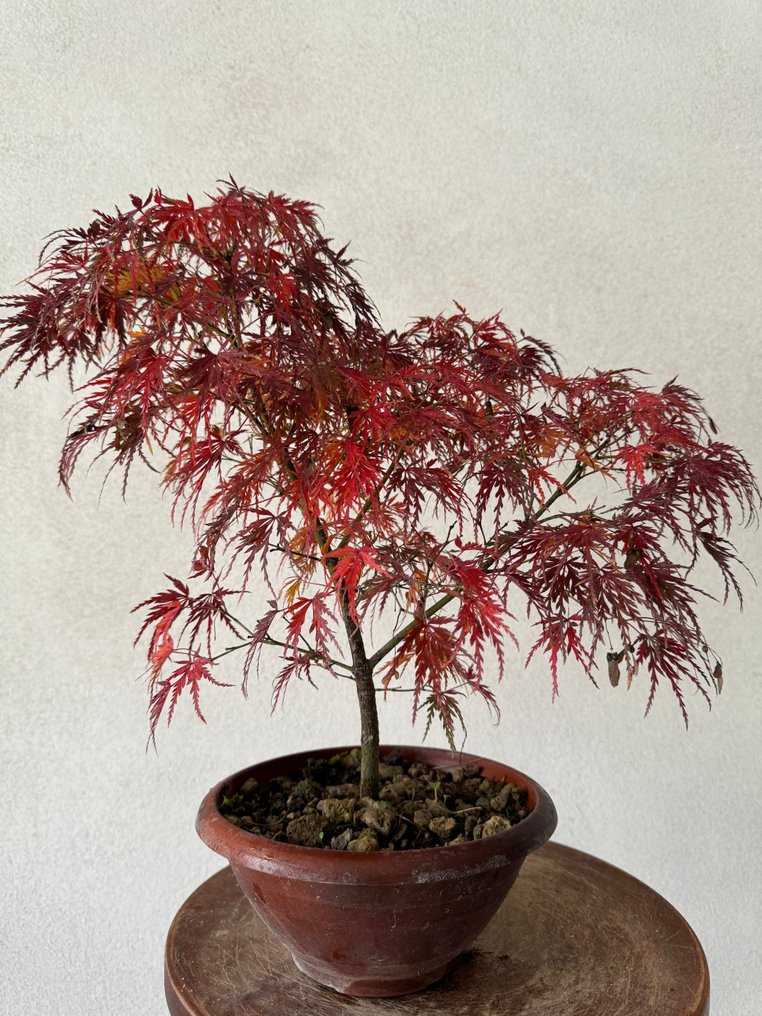 Japanese maple bonsai (Acer palmatum) - Height (Tree): 35 cm - Depth (Tree): 40 cm - Japan #1.0