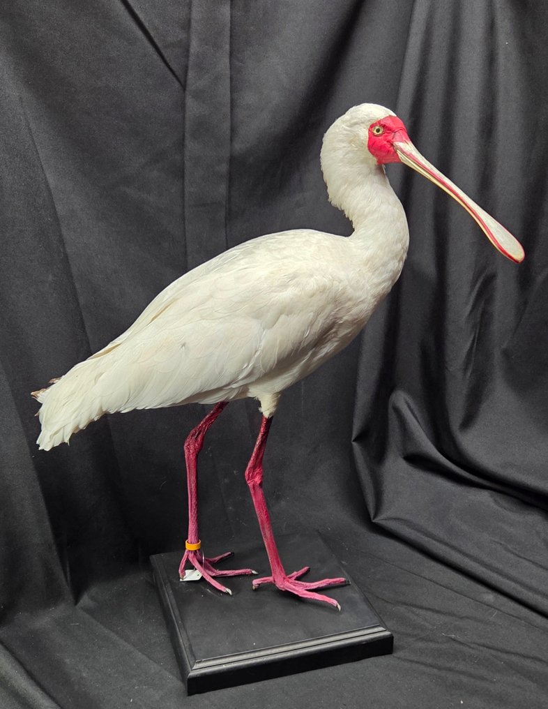 Αφρικανική κουταλογάνα - παρουσίαση μουσείου - κλείσιμο δακτυλίου Βάση ταρίχευσης ολόκληρου σώματος - Platalea alba - 60 cm - 0 cm - 0 cm - Είδη που δεν ανήκουν στο CITES #3.2