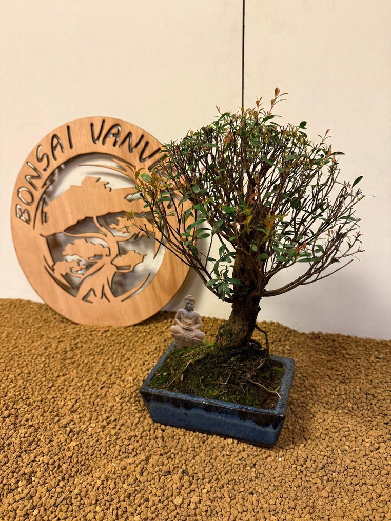 syzygium - Height (Tree): 33 cm - Depth (Tree): 23 cm - Belgium #3.2