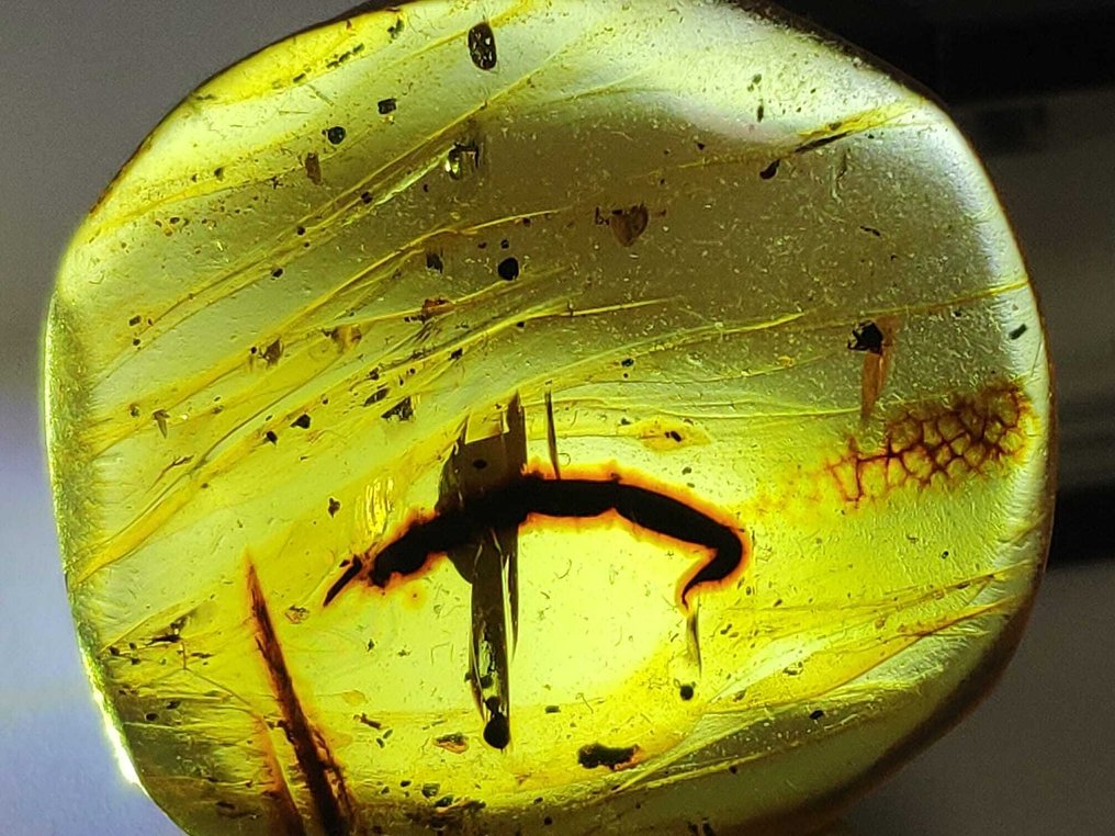 Uma descoberta rara! Uma cauda de escorpião em âmbar dourado de Mianmar. - Cabochão fóssil - 21.7 mm - 15.9 mm  (Sem preço de reserva) #1.0
