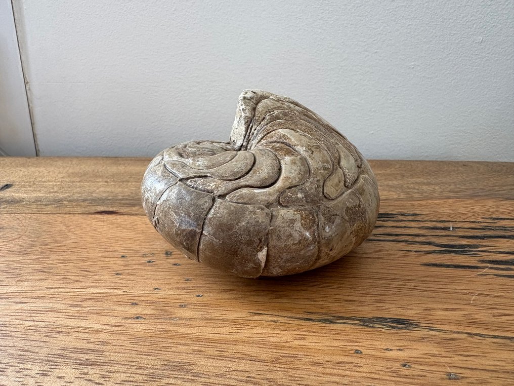 Nautiloid - Tierfossil - Aturia - 9 cm - 6 cm #3.2