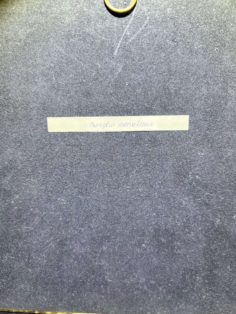 Farfalla Allestimento tassidermico a parete - Morpho Menelaus - 23 cm - 19 cm - 3.5 cm #3.2