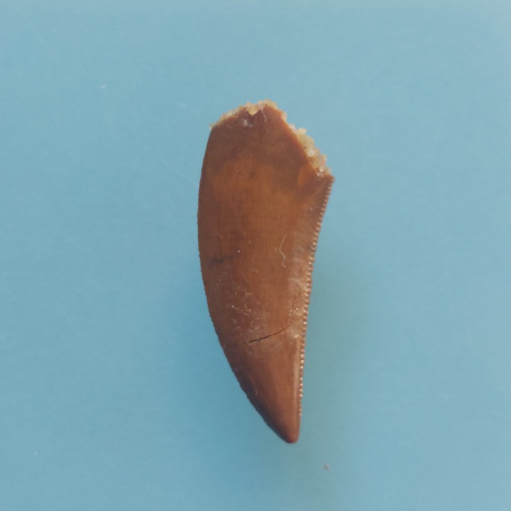 Dinosaur - Fossil tand - Abelisaurus - 21 mm - 10 mm  (Ingen mindstepris) #2.1