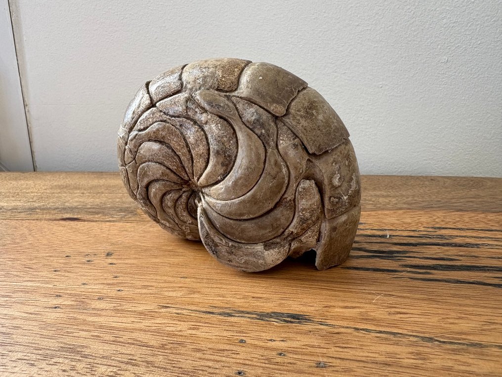 Nautiloid - Tierfossil - Aturia - 9 cm - 6 cm #4.3