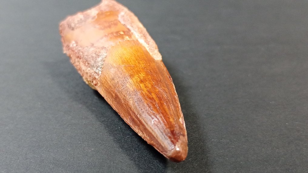 Dinosaur - Fossile tænder - Spinosaurus - 7.5 cm - 2.7 cm #2.1