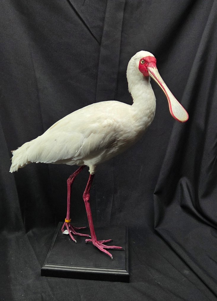 Αφρικανική κουταλογάνα - παρουσίαση μουσείου - κλείσιμο δακτυλίου Βάση ταρίχευσης ολόκληρου σώματος - Platalea alba - 60 cm - 0 cm - 0 cm - Είδη που δεν ανήκουν στο CITES #1.0