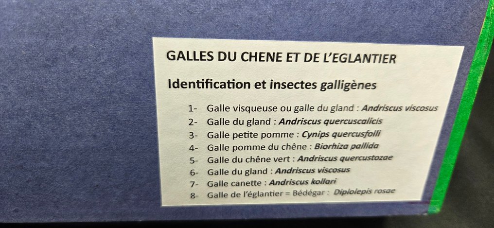 A very rare museum display of real galls on deciduous trees (39x26 cm ) - collection - Διόραμα - 2010-2020 #1.0