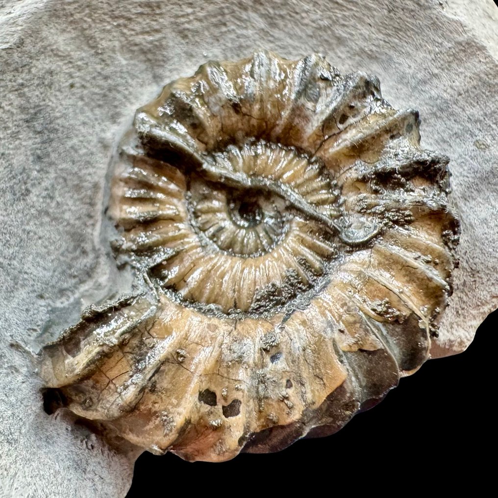 Ammoniet - Gefossiliseerde schelp - Androgynoceras (Charmouth) - 31 mm - 97 mm  (Zonder Minimumprijs) #4.3