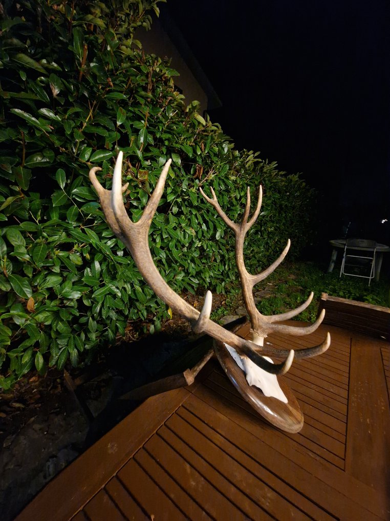 Trophée de chasse #2.1