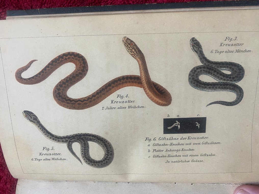 Harald Othmar Lenz - Snakes: Schlangen und Schlangenfeinde - 1870 #1.0