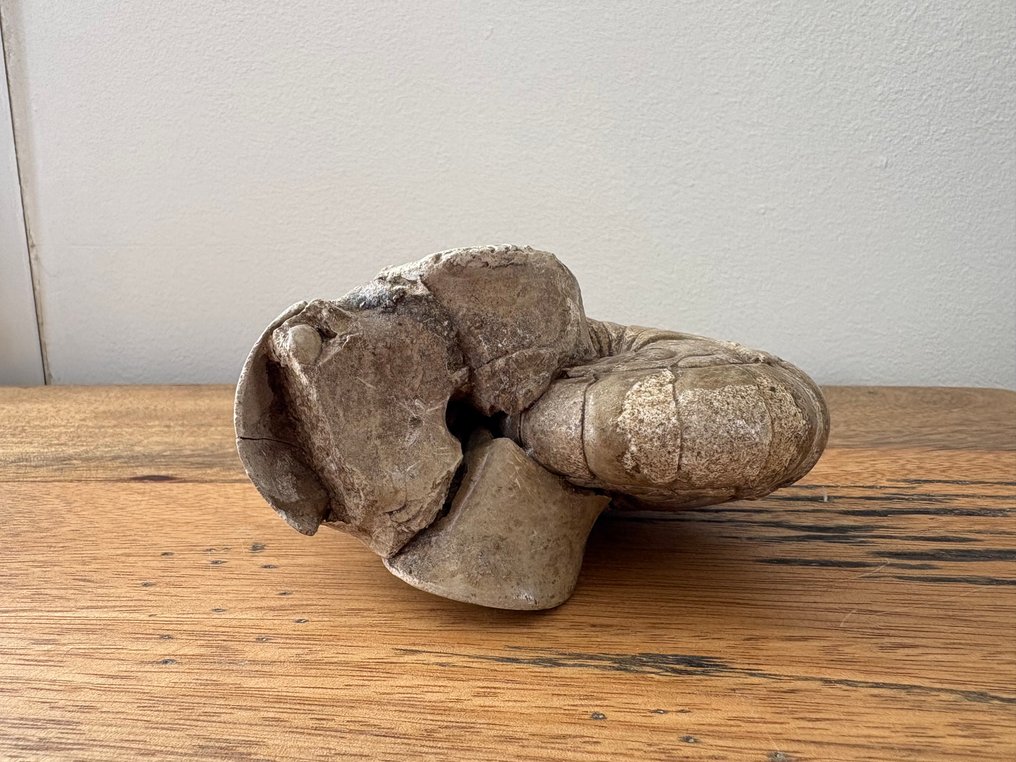 Nautiloid - Tierfossil - Aturia - 9 cm - 6 cm #2.1