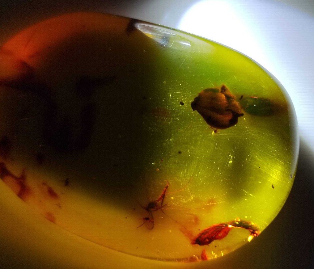 FOSSIL-GEWELDIG!! Dominican amber - 90 ct- 18 g #2.1