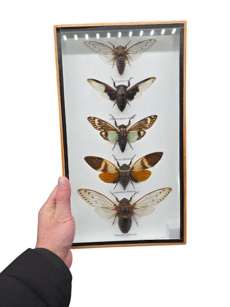 Large Frame - Real Cicades - Display frame  - Glass, Wood #1.0