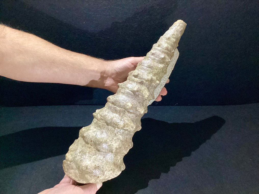 Seltene Campanile Lachesis 47cm, Eozän, Südküste Schwarzes Meer, Bulgarien - Versteinerte Muschel - Campanile lachesis - 47 cm #1.0