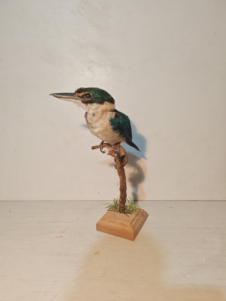 Collared kingfisher Allestimento tassidermico a corpo intero - Todiramphus chloris - 26 cm - 16 cm - 18 cm - 1 #4.3