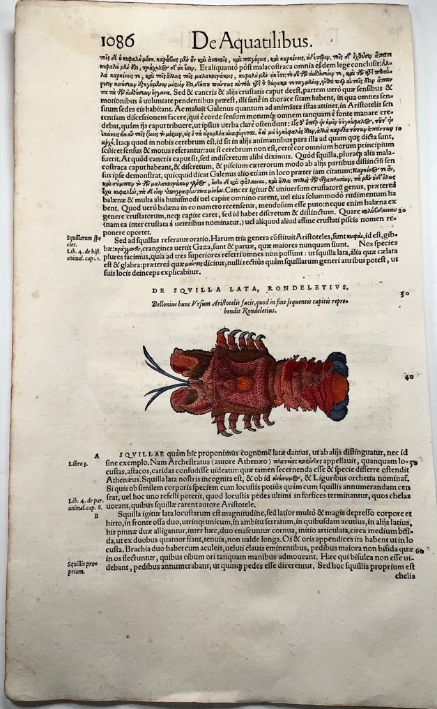 Conrad Gesner (1516-1565) Squilla, Mantis Shrimp - Folio with hand coloured woodcut - 1600 #2.1